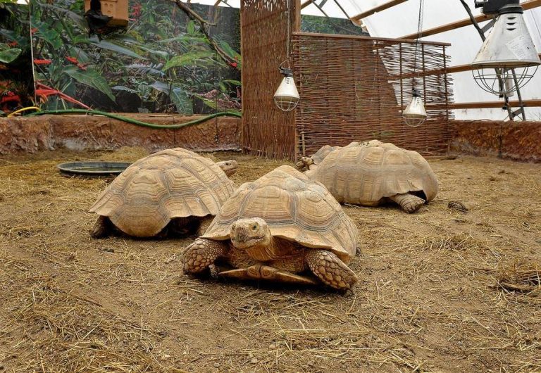 Afrikansk Sporeskildpadde / Sulcata skildpadde￼