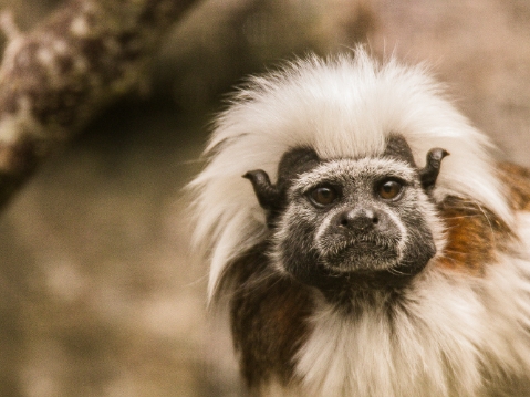 Paryk Tamarin