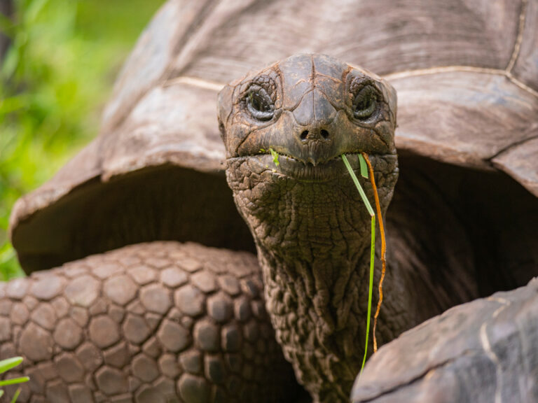 Aldabra Skildpadde